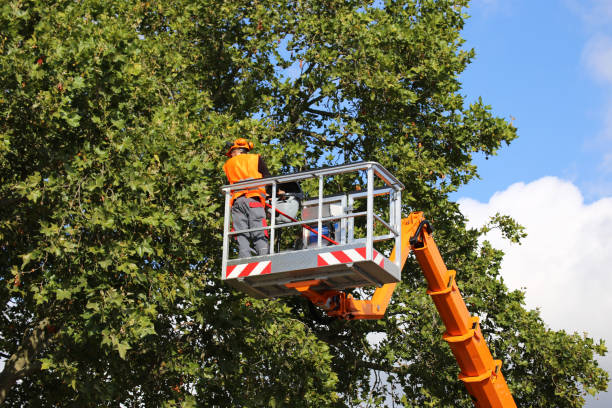 Best Tree Risk Assessment  in Tunkhannock, PA